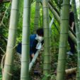 竹の使い道と日本の竹林問題について